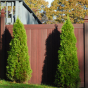 T&G Privacy Fence with French Gothic Post Caps in Mahogany (W101)